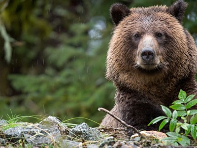 Národní parky západní Kanady 1. 9. - 13. 9. 2026