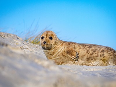 Tuleni na dosah ruky na ostrově Helgoland - 2 noci