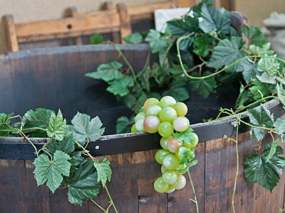 Slovácké slavnosti vína