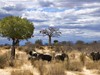 Tanzanie - Sloni, savana (Dreamstime)