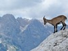 65. Kamzík na naší cestě