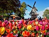 Za tulipány do Holandska - poznávací zájezd do Nizozemí