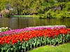 Za tulipány do Holandska - zájezd na květinový park Keukenhof
