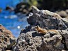 Chipmunk, Lake Garibaldi, British Columbia