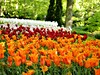 Holandsko - Keukenhof