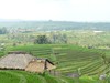 Bali, rýžové terasy