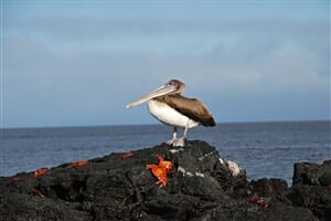 Cesta na rovník - Ekvádor a Galapágy