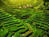 Rýžové terasy v Batadu.jpg