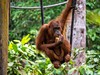 sepilok - orangutani