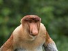 Poznávací zájezd Borneo