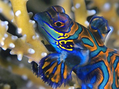 Korálový ráj Raja Ampat