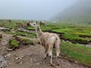 Peru - trek k Machu Picchu