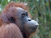 Poznávací zájezd Borneo