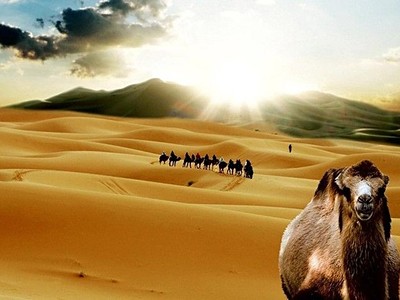 Okruh Saharou na velbloudech