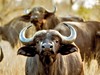 Přivítání s Afrikou - obrázek č. 5
