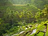 Poznávací zájezd-Indonésie-Bali-rýžové terasy