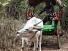 Sri Lanka, Village tour