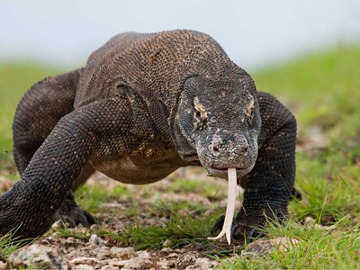 Bali + ostrov Komodo 13. 5. - 29. 5. 2027