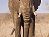 Jihoafrická republika - slon, NP Kruger (Dreamstime)