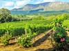 Jihoafrická republika - vinice, Stellenbosch (Dreamstime)
