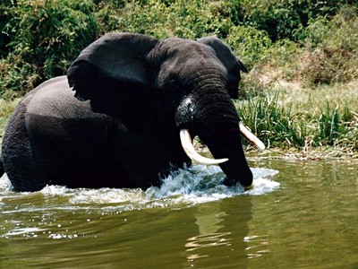 Rwanda, Uganda