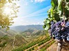 Portugalsko-Vinice u řeky Duero a Pinhao v údolí Douro