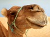 Egypt - Velbloud, Egypt (Dreamstime)