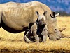 Přivítání s Afrikou - obrázek č. 5