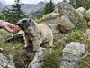 svišti na Saas-Fee