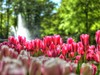 Holandsko - Keukenhof