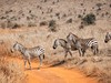 2 dny Safari Tsavo East + pobyt u moře v Neptune Village #4