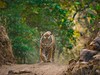 tygr_Ranthambore_Indie_shutterstock.jpg