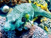 Concorde Moreen Beach Resort & Spa Marsa Alam - obrázek č. 6
