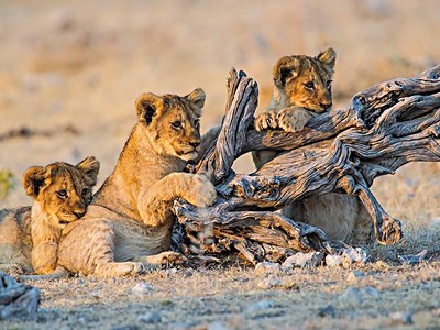 Namibie - velký okruh, self drive