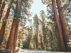 Národní park Sequoia, USA