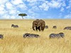 Přivítání s Afrikou - obrázek č. 6