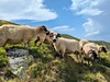 Fagaraš a Piatra Craiului - přechod po chatách