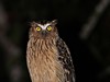 fauna na borneu 2