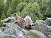 svišti na Saas-Fee