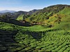 Cameron Highlands, picture courtesy of Tourism Malaysia
