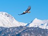 USA - Orel bělohlavý (Dreamstime)