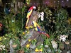 Výstava orchidejí - Drážďany