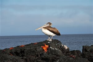 Cesta na rovník - Ekvádor a Galapágy