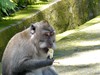 Bali, Ubud - Opičí les