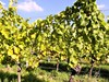 steinchen-new-wine-188657_1920