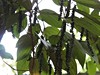 Sri Lanka, pepř černý