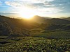 Cameron Higlands - čajové plantáže, picture courtesy of Tourism Malaysia
