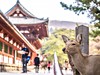 Japonský jelen v parku Nara-koén