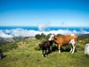 priroda_madeira_spurek.jpg