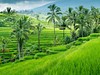 Rýžová políčka na Bali.jpg
